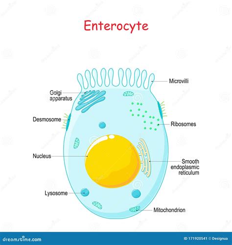 Enterocyte Structure Of The Intestinal Absorptive Epithelial Cell With