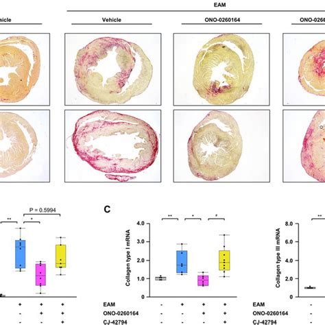 Myocardial Inflammation In The Experimental Autoimmune Myocarditis