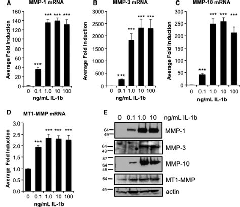 Il B Induces Mmp Expression In A Dose Responsive Manner In Rcc Cells