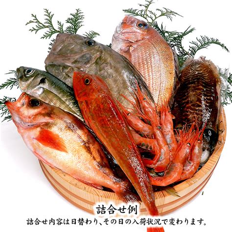 四季の魚を直送！旬の獲れたて高級鮮魚 6〜7種類詰め合わせ 石川県産／主にお刺身用・下処理済み ※お届け日の指定不可 Fishset2