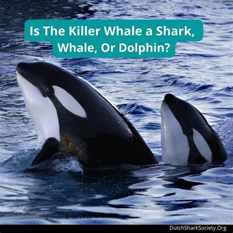 Is The Killer Whale A Shark Whale Or Dolphin Dutch Shark Society