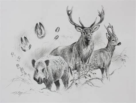 Dominique Pizon Dessin Chasse Dessin Sanglier Cerf Dessin