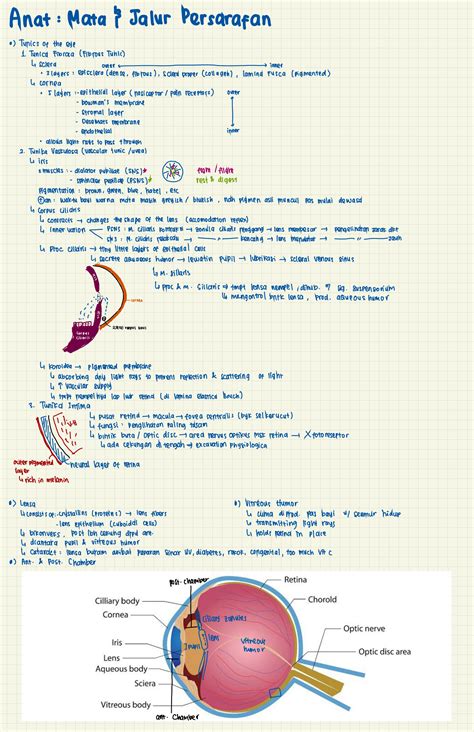 SOLUTION: Eye anatomy and function - Studypool