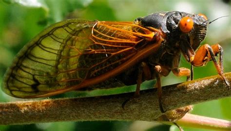 Cicadas 2 Broods To Emerge Together For First Time In Over 200 Years