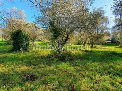 Terreno Agricolo Via Lelio Lorenzetti Genzano Di Roma Rif 100806627