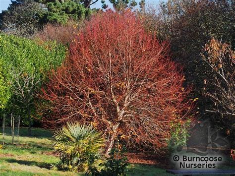 Tilia Cordata Winter Orange From Burncoose Nurseries