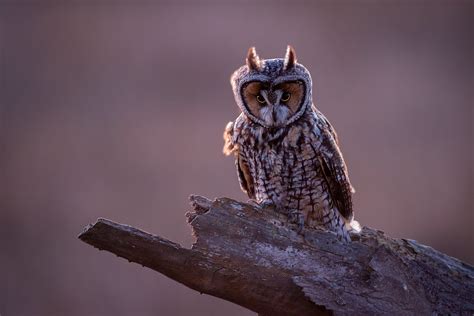 Long Eared Owl Coyote Hills Regional Park Fremont Ca Eric Zhou