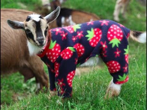 Sunflower Farm Goats In Pajamas Long Version For Fans Who Need A Bit