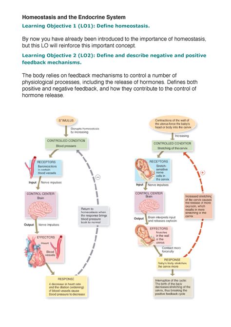 How To Explain Homeostasis