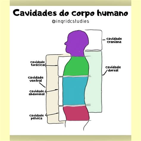 Cavidades Corporais - Quantas E Quais São As Cavidades Do Corpo Humano? – PDDYE