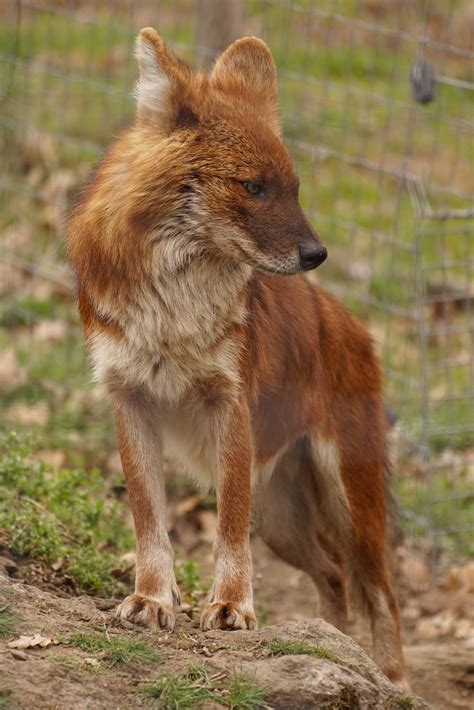 Dhôle De Chine Cuon Alpinus Lepturus Chinese Dhole Kiang Flickr