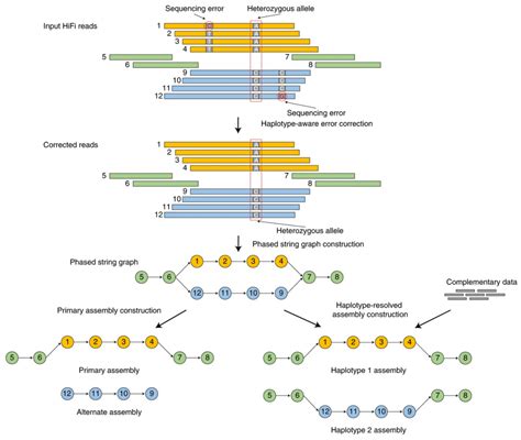 NGI Sweden Genome Assemblies With HiFi Data