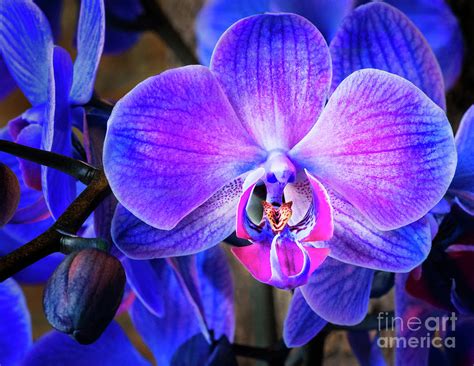 Blue Orchids Photograph by Emma England - Pixels