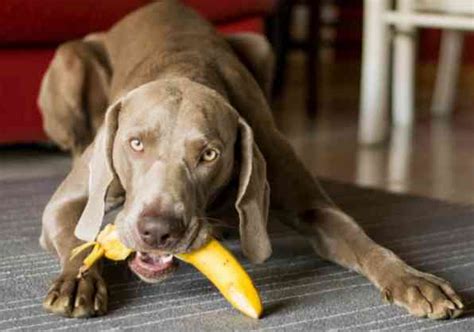 My Dog Ate a Banana Peel Will He Get Sick? | Our Fit Pets