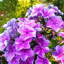 Флокс Звездочет | Растения, Цветок, Цветы