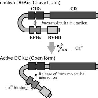 A Schematic Representation Of The Proposed Intra Molecular Interaction