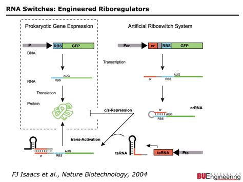 Ppt Engineering Gene Networks Integrating Synthetic Biology