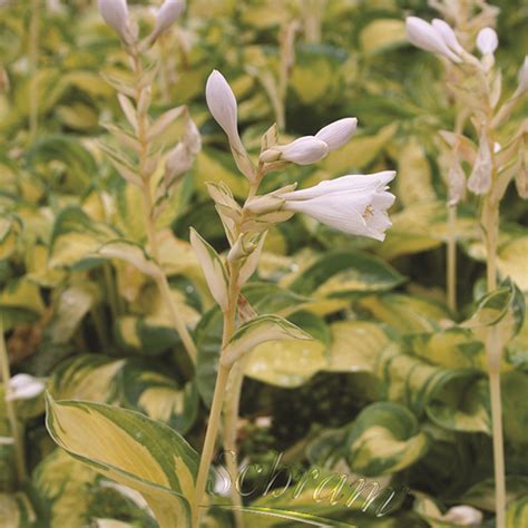Hosta Great Expectations