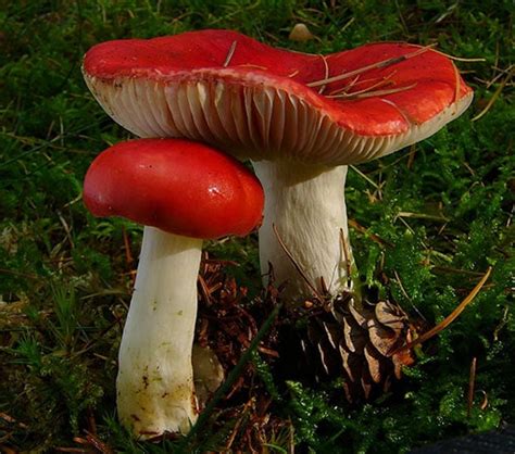 Russula Emetica Wikipedia Informacionpublica Svet Gob Gt