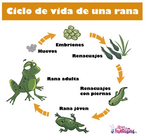 Tipos De Anfibios Para Niños