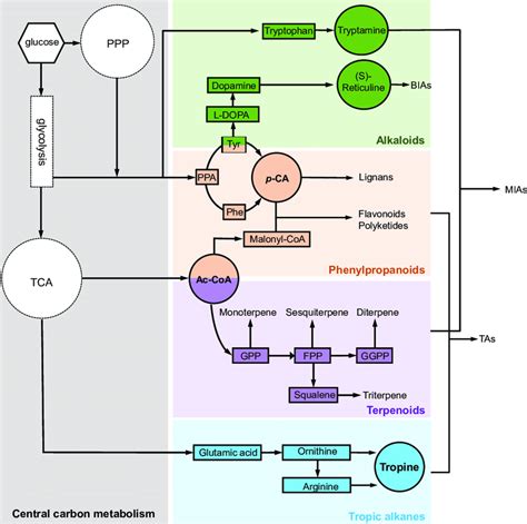 Simplified Biosynthetic Pathways For Three Types Of Natural Product