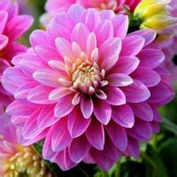 Мини георгины - купить клубни миниатюрных георгин.