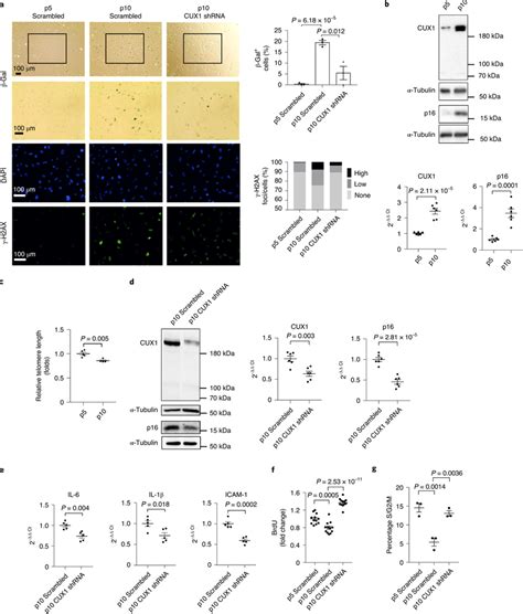 CUX1 regulates replicative senescence in ECs a SA β gal top and