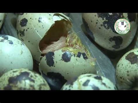 Quail Egg production and care of chicks बटर क अड क उतपदन और