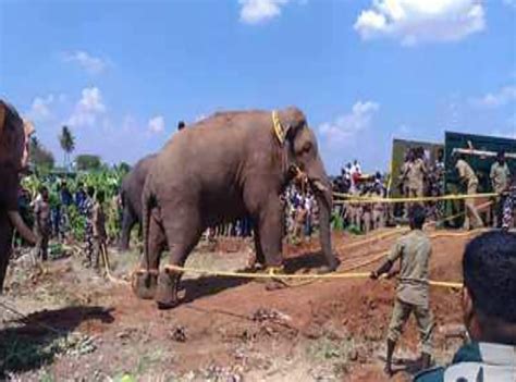 Tamil Nadu Crop Raiding Wild Elephant Chinna Thambi Captured In Tirupur