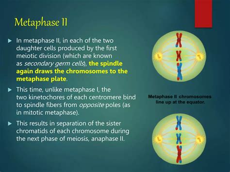 Lesson 4 Meiosis And Human Life Cyclepptx