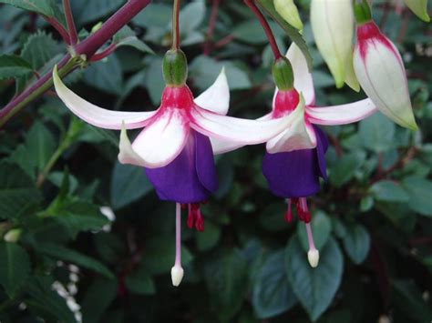 Fuchsia Specialist Roualeyn Nursery Have A Large Number Of Bush