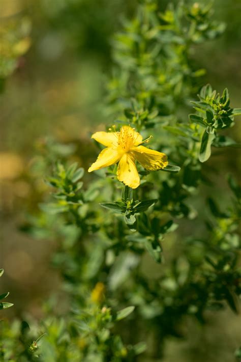 Garten Navi Echtes Johanniskraut Hypericum Perforatum