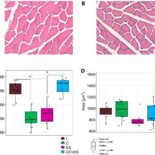 Electrophysiological Investigation Of The Gastrocnemius Muscle 30