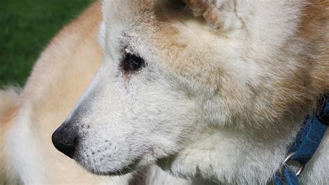 A Quanti Anni Un Cane Diventa Anziano