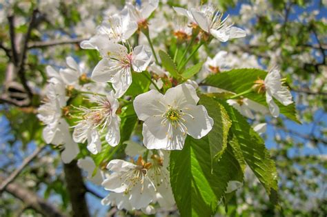 Prunus Cerasus Tree Species Selector Alberta