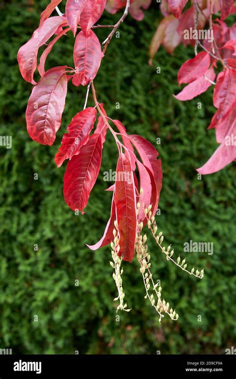 Closeup of Sourwood or Sorrel Tree (Oxydendron arboreum) leaves and