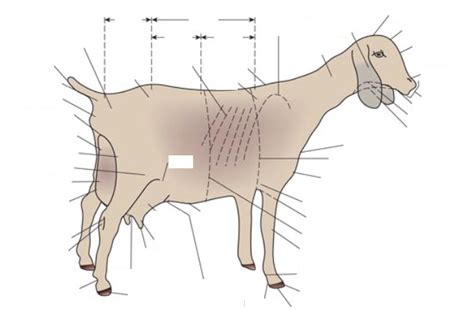 Goats External Anatomy Diagram Quizlet