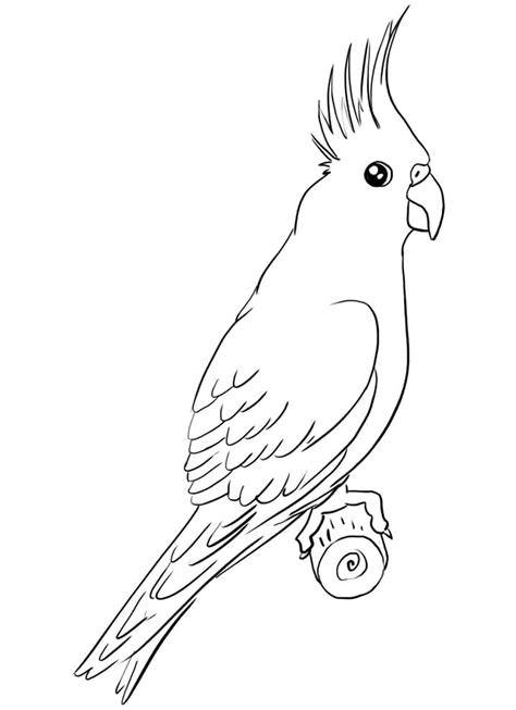 Cockatiel