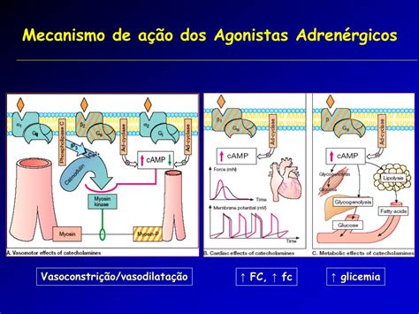 Quais São Os Principais Efeitos Dos Receptores B1 Agonista Adrenérgicos