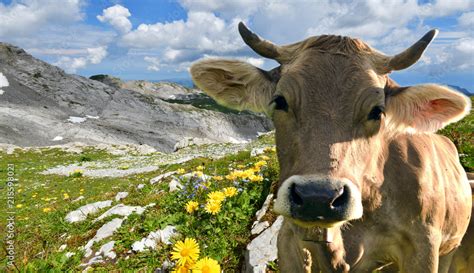 Glückliche Kuh in der Schweiz Stock Foto Adobe Stock