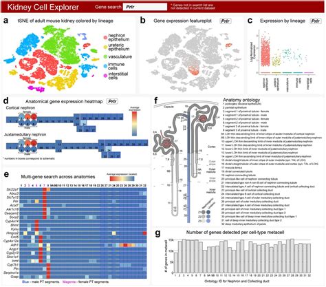 Single Cell Profiling Reveals Sex Lineage And Regional Diversity In