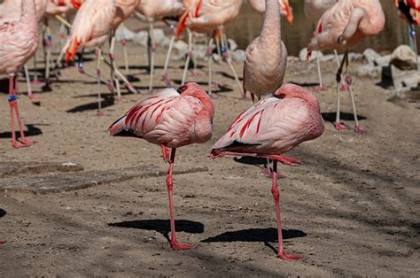 Flamingo Burung Alam Foto Gratis Di Pixabay Pixabay