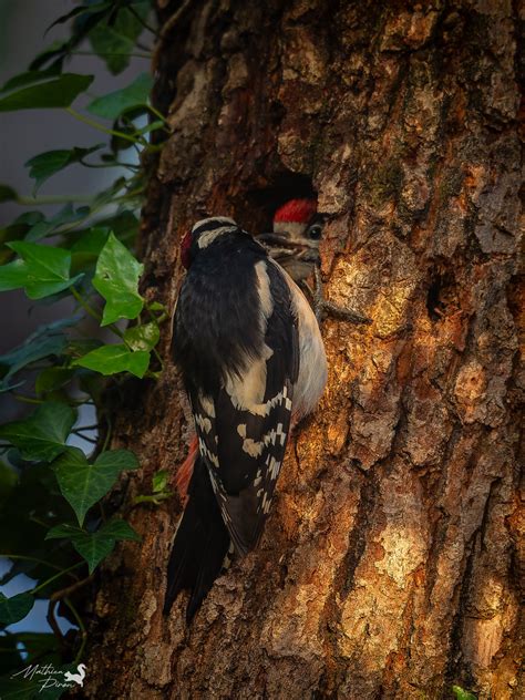 Pic Peiche Dendrocopos Major Great Spotted Woodpecker Flickr