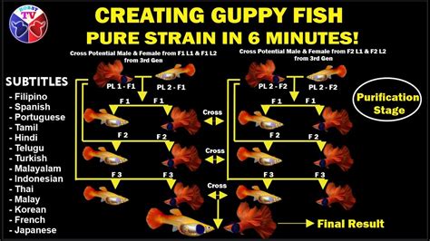 Creating Guppy Fish Pure Strain In 6 Minutes In Depth Tutorial YouTube