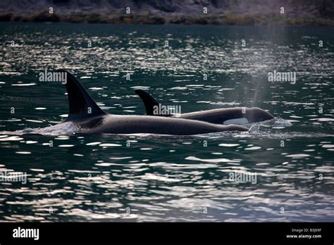 Orca Whale Along The Kenai Fjords National Park Coast Near Seward