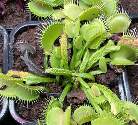 Dionaea GJ Green Schuppenstiel Photos