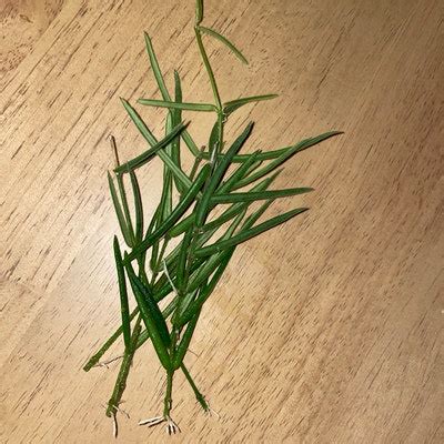 Tradescantia Blossfeldiana Aurea limelight - Etsy