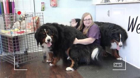 Bernese mountain dog grooming w haircut (owner request) in 2023 ...