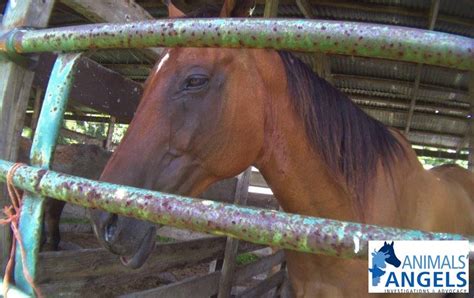 Florida Classic Horse Sale, Ocala, FL 7/20/19 | Animals Angels - North America