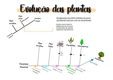 Árvore Ser Tecnológico O REINO PLANTAE é Constituído 50 OFF